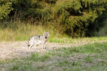 Biosphoto | 2601691 | Grey wolf (Canis lupus), cub, Hautes-Fagnes, Belgium | &copy; Christian Cabron / Biosphoto