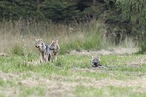 Biosphoto | 2601692 | Grey wolf (Canis lupus), cubs, Hautes-Fagnes, Belgium | &copy; Christian Cabron / Biosphoto