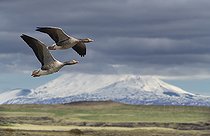 Biosphoto | 2586151 | Greylag geese (Anser anser) pair in flight, Iceland | &copy; Michel Rauch / Biosphoto