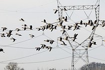 Biosphoto | 1251533 | Greylag Geese in flight before a pylon Montier-en-Der France | &copy; Dominique Delfino / Biosphoto
