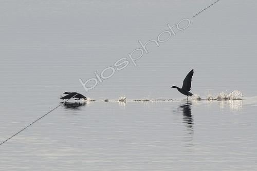 Biosphoto | 1116610 | Greylag Geese taking off from Lake Der in winter France | &copy; Fabrice Cahez / Biosphoto