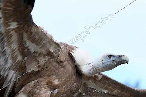 Biosphoto | 2602355 | Griffon vulture (Gyps fulvus) adult in flight late afternoon returning to the cliffs, Monfragüe NP, Spain | &copy; Jean Mayet / Biosphoto