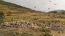 Biosphoto | 2601680 | Griffon vulture (Gyps fulvus), group on the feeding ground in the Pyrenees, Catalonia, Spain, Europe | &copy; Winfried Wisniewski / imageBROKER / Biosphoto