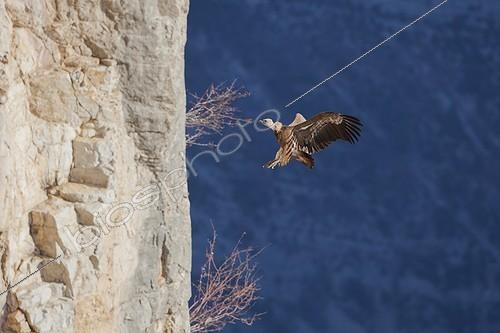 Biosphoto | 2059955 | Griffon vulture (Gyps fulvus) in flight in front of a cliff | &copy; Alain Roux / Biosphoto