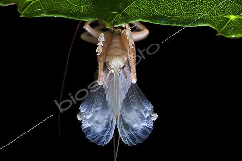 Biosphoto | 2435298 | Grillon (Gryllacridinae sp) en train de muer, Singapour | &copy; Melvyn Yeo / Biosphoto