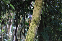 Biosphoto | 2621630 | Grimpar géant (Xiphocolaptes promeropirhynchus) venant de capturer un papillon de nuit à l'aube. Choco Andino. Equateur. Amérique du Sud | &copy; Brigitte Marcon / Biosphoto