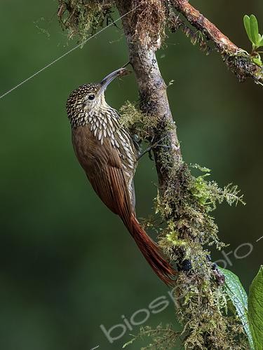 Biosphoto | 2608923 | Grimpar moucheté (Lepidocolaptes affinis) capturant un papillon de nuit, Chiriqui Highlands, Panama | &copy; Ignacio Yufera / Biosphoto