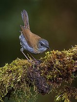 Biosphoto | 2570688 | Grive à bec noir (Catharus gracilirostris), hauts plateaux de Chiriqui, Panama | &copy; Ignacio Yufera / Biosphoto