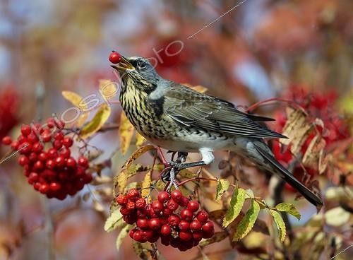 Biosphoto | 900414 | Grive litorne mangeant des baies sur une branche Finlande | &copy; Markus Varesvuo / Biosphoto