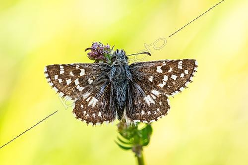 Biosphoto | 2621737 | Grizzled Skipper (Pyrgus malvae), commune of Gras, Dent de Rez from Reynouard, Ardèche, France. | &copy; Stéphane Vitzthum / Biosphoto