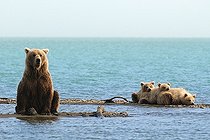 Biosphoto | 684186 | Grizzly and young lake Katmai Alaska  | &copy; Fabrice Simon / Biosphoto