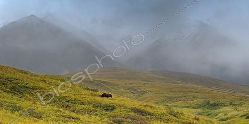 Biosphoto | 1525736 | Grizzly bear (Ursus arctos horribilis) in the alpine tundra, Denali National Park, Alaska, USA, North America | &copy; Bernd Zoller / imageBROKER / Biosphoto