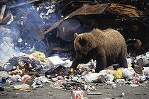 Biosphoto | 1520078 | Grizzly Bear (Ursus arctos horribilis) rummaging through a garbage dump, Alaska, USA | &copy; Dieter Hopf / imageBROKER / Biosphoto