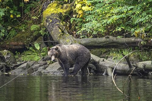 Biosphoto | 2612836 | Grizzly bear (Ursus arctos) near the river on the coast of Vancouver Island, British Columbia, Canada. | &copy; Clément Fontaine / Biosphoto