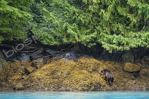Biosphoto | 2612832 | Grizzly bear (Ursus arctos) searching for crustaceans along the coast of Vancouver Island, British Columbia, Canada. | &copy; Clément Fontaine / Biosphoto