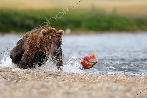 Biosphoto | 684143 | Grizzly capturant un Saumon rouge Katmai Alaska USA | &copy; Fabrice Simon / Biosphoto