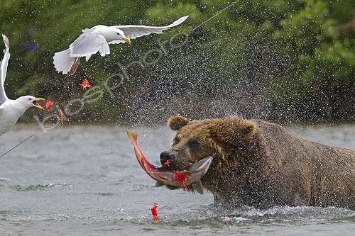 Biosphoto | 1440875 | Grizzly catching a Sockeye salmon in Katmai NP Alaska ; The glaucous-winged gulls are taking advantage of the capture | &copy; Sylvain Cordier / Biosphoto