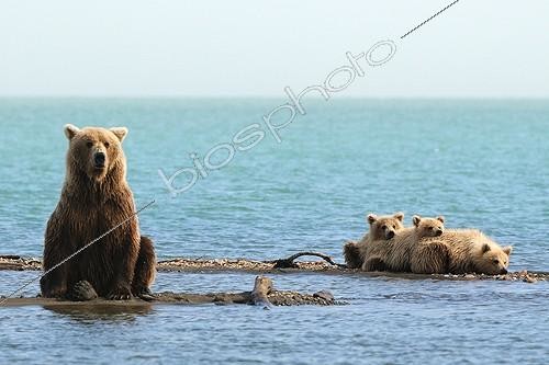 Biosphoto | 684186 | Grizzly et jeunes au bord d'un lac Katmai Alaska | &copy; Fabrice Simon / Biosphoto