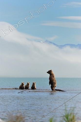 Biosphoto | 685300 | Grizzly et jeunes au bord d'un lac Katmai Alaska | &copy; Fabrice Simon / Biosphoto