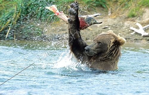 Biosphoto | 521796 | Grizzly jouant avec un Saumon rouge Parc National de Katmai | &copy; Fabrice Simon / Biosphoto
