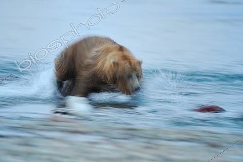 Biosphoto | 685343 | Grizzly poursuivant un Saumon rouge dans une rivière Katmai | &copy; Fabrice Simon / Biosphoto