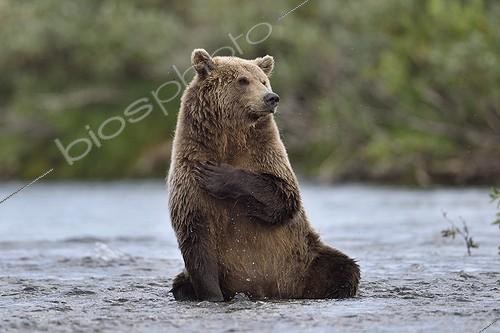 Biosphoto | 2013031 | Grizzly sitting in a river - Katmai Alaska USA ; tab on chest  | &copy; Patrick Kientz / Biosphoto