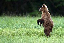 Biosphoto | 2035326 | Grizzly standing in grass - British Columbia Canada | &copy; Óscar Díez Martínez / Biosphoto
