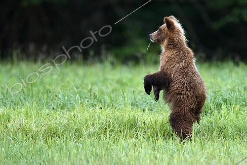 Biosphoto | 2035326 | Grizzly standing in grass - British Columbia Canada | &copy; Óscar Díez Martínez / Biosphoto
