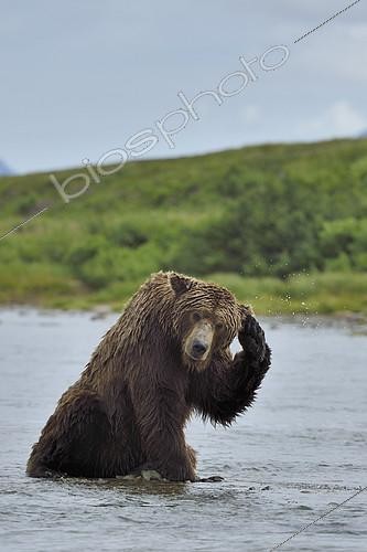 Biosphoto | 2072800 | Grizzly (Ursus arctos horribilis ) fishing , Junction Moraine-Funnel , Katmai National Park , Alaska | &copy; Patrick Kientz / Biosphoto