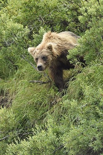Biosphoto | 2072798 | Grizzly (Ursus arctos horribilis ) on bank , Junction Moraine-Funnel , Katmai National Park , Alaska | &copy; Patrick Kientz / Biosphoto