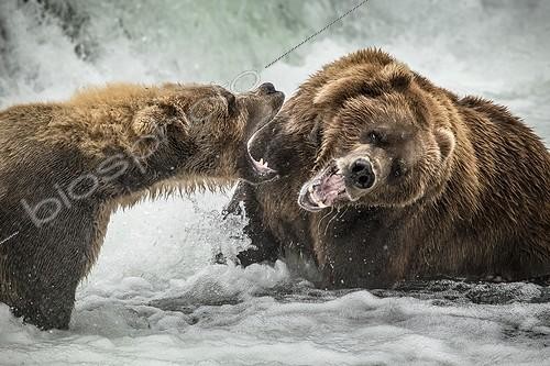 Biosphoto | 2023952 | Grizzlys fighting in the foam of a waterfall - Katmai USA | &copy; Meril Darees / Biosphoto