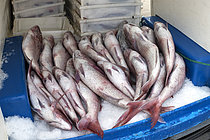 Biosphoto | 2609479 | Gros dentés roses (Dentex gibbosus) récemment amenés au port de Garachico. Secteur de la pêche. Pêche professionnelle et traditionnelle. Guilde des pêcheurs de San Roque et Isla Baja de Garachico, Tenerife, Îles Canaries. | &copy; Sergio Hanquet / Biosphoto