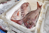 Biosphoto | 2609481 | Gros dentés roses (Dentex gibbosus) récemment amenés au port de Garachico. Secteur de la pêche. Pêche professionnelle et traditionnelle. Guilde des pêcheurs de San Roque et Isla Baja de Garachico, Tenerife, Îles Canaries. | &copy; Sergio Hanquet / Biosphoto