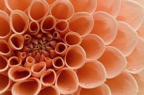 Biosphoto | 164176 | Gros plan de Dahlia Pompon  | &copy; Frédéric Didillon / Biosphoto