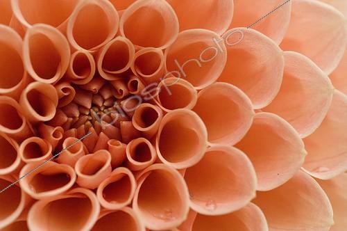 Biosphoto | 164176 | Gros plan de Dahlia Pompon  | &copy; Frédéric Didillon / Biosphoto