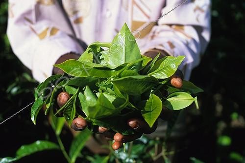 Biosphoto | 81213 | Gros plan de feuilles de Thé Inde ; Le théier (Camellia sinensis) est un arbrisseau dont le dessus est taillé en table de cueillette. Il sÕépanouit dans une atmosphère chaude et humide, jusquÕà 2500 mètres dÕaltitude. La cueillette est réservée aux femmes réputées plus soigneuses que les hommes. Il faut en effet uniquement récolter le bourgeon terminal ainsi que les feuilles les plus proches : de une à trois selon la qualité. Sur la limite entre Kerala et Tamil Nadu, ces Ç jardins de thé È des Monts Annamalai produisent un thé issu du commerce équitable, estampillé du label Max Havelaar. | &copy; Lionel Astruc / Biosphoto