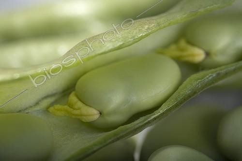 Biosphoto | 497760 | Gros plan de fèves | &copy; NouN / Biosphoto