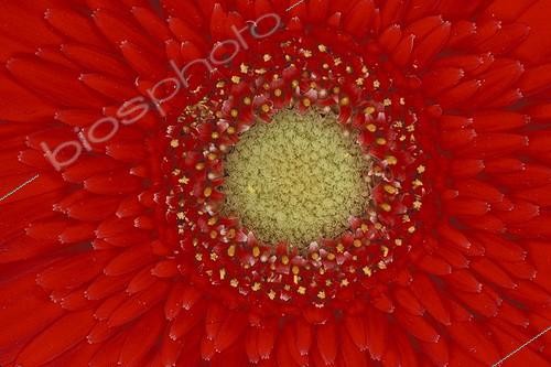 Biosphoto | 43402 | Gros plan de Gerbera | &copy; Jean-Claude Louchet / Biosphoto