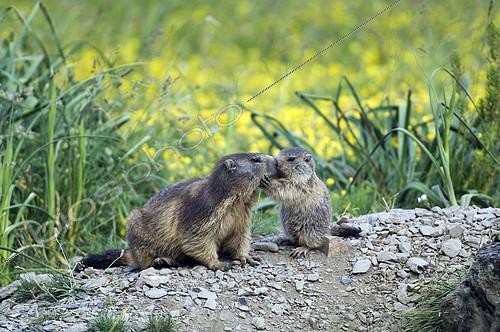 Biosphoto | 487609 | Gros plan de Marmotte des Alpes et son marmotton | &copy; Henry Ausloos / Biosphoto