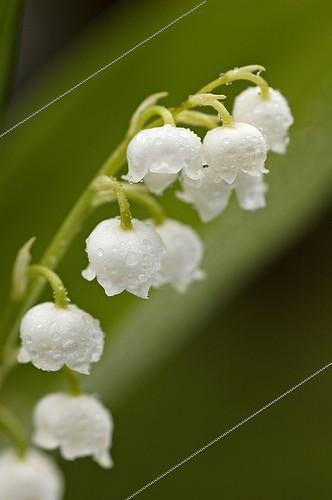 Biosphoto | 82224 | Gros plan de Muguet dans un jardin | &copy; Denis Bringard / Biosphoto