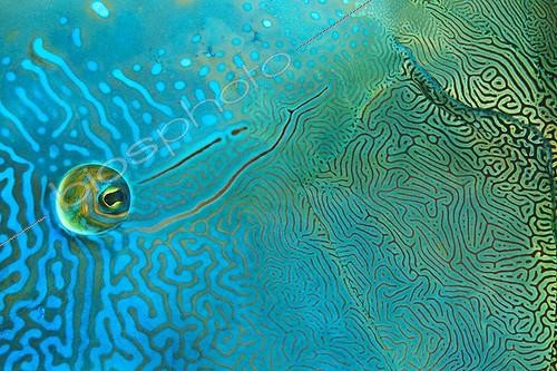 Biosphoto | 1295362 | Gros plan de l'oeil d'un Napoléon en Polynésie française | &copy; Fabien Michenet / Biosphoto