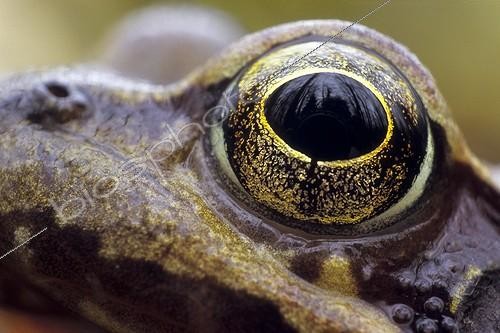 Biosphoto | 743660 | Gros plan de l'oeil d'une Grenouille rousse | &copy; Florent Cardinaux  / Biosphoto