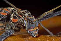 Biosphoto | 553467 | Gros plan sur la tête d'un Longicorne arlequin Guyane | &copy; Robin Monchâtre / Biosphoto