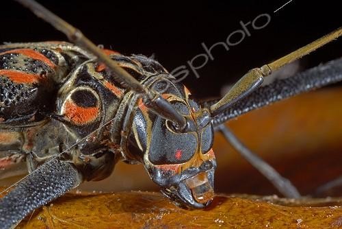 Biosphoto | 553467 | Gros plan sur la tête d'un Longicorne arlequin Guyane ; L'Arlequin de Cayenne vit en Forêt tropicale et est très recherché des colectionneurs. | &copy; Robin Monchâtre / Biosphoto