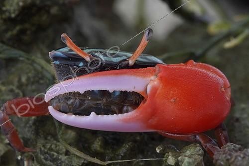 Biosphoto | 988678 | Gros plan d'un Crabe violoniste | &copy; Bruno Cavignaux / Biosphoto