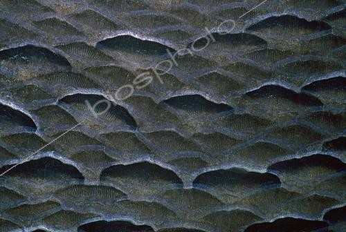 Biosphoto | 1000556 | Gros plan d'un Poisson-Ange demi-lune en mer Rouge Egypte | &copy; Jeffrey Rotman / Biosphoto