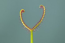 Biosphoto | 1124110 | Gros plan d'une Rossolis à feuilles bifurquées | &copy; Thierry Van Baelinghem / Biosphoto