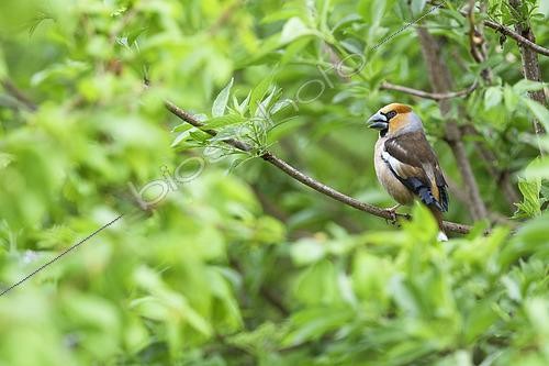 Biosphoto | 2601106 | Grosbec casse-noyau (Coccothraustes coccothraustes) mâle chantant sur une branche de sureau au printemps, France | &copy; Monique Morin / Biosphoto