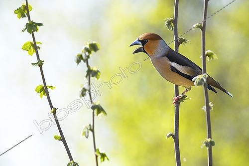 Biosphoto | 2601109 | Grosbec casse-noyau (Coccothraustes coccothraustes) mâle chantant au printemps perché en haut d'un noisetier, France | &copy; Monique Morin / Biosphoto