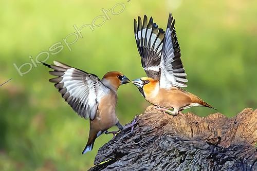 Biosphoto | 2601363 | Grosbec casse-noyaux (Coccothraustes coccothraustes), deux mâles se querellant sur une souche au printemps, Jardin de campagne, Lorraine, France | &copy; André Simon / Biosphoto